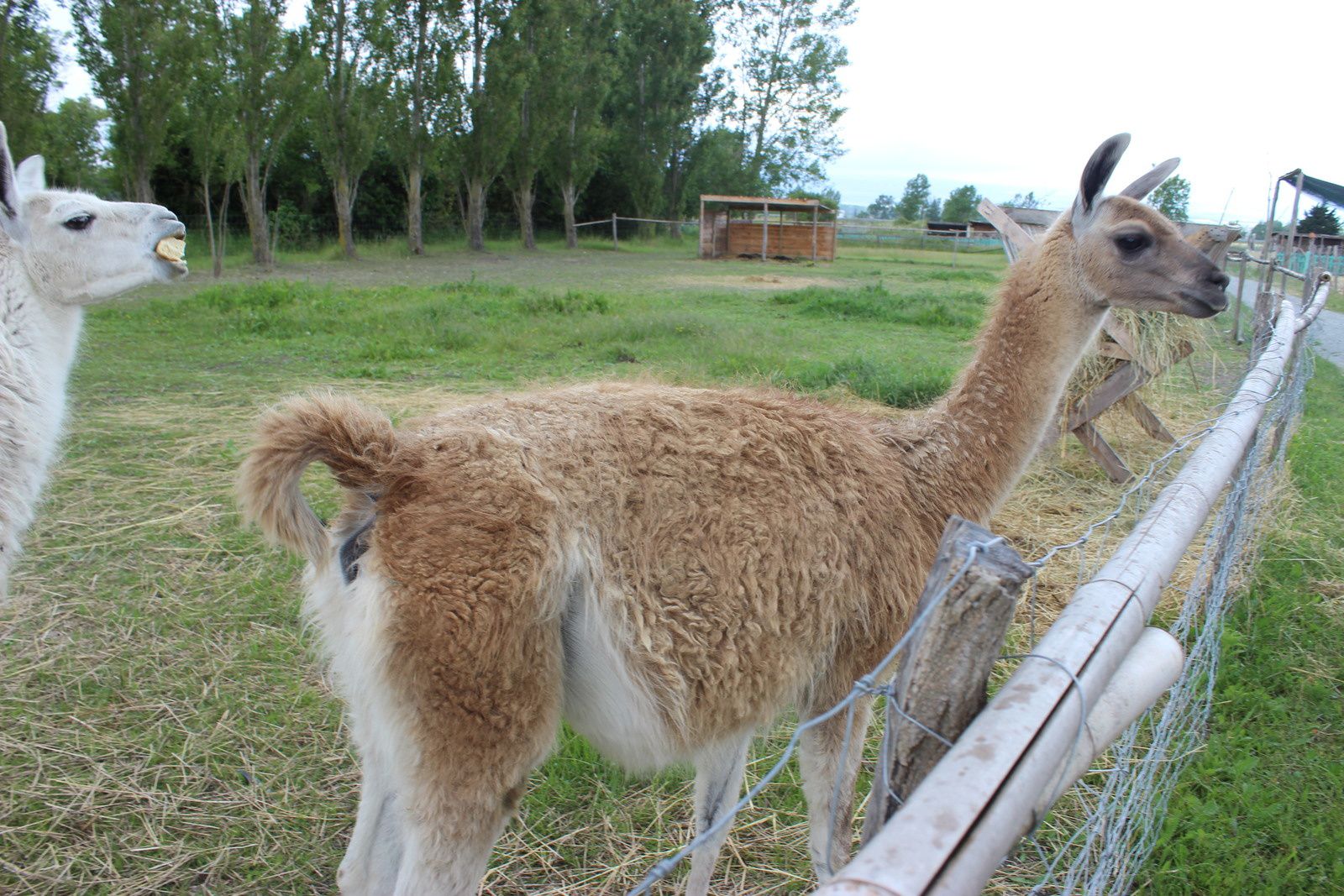 Lamas et d'autres encore dont aucun n'est farouche