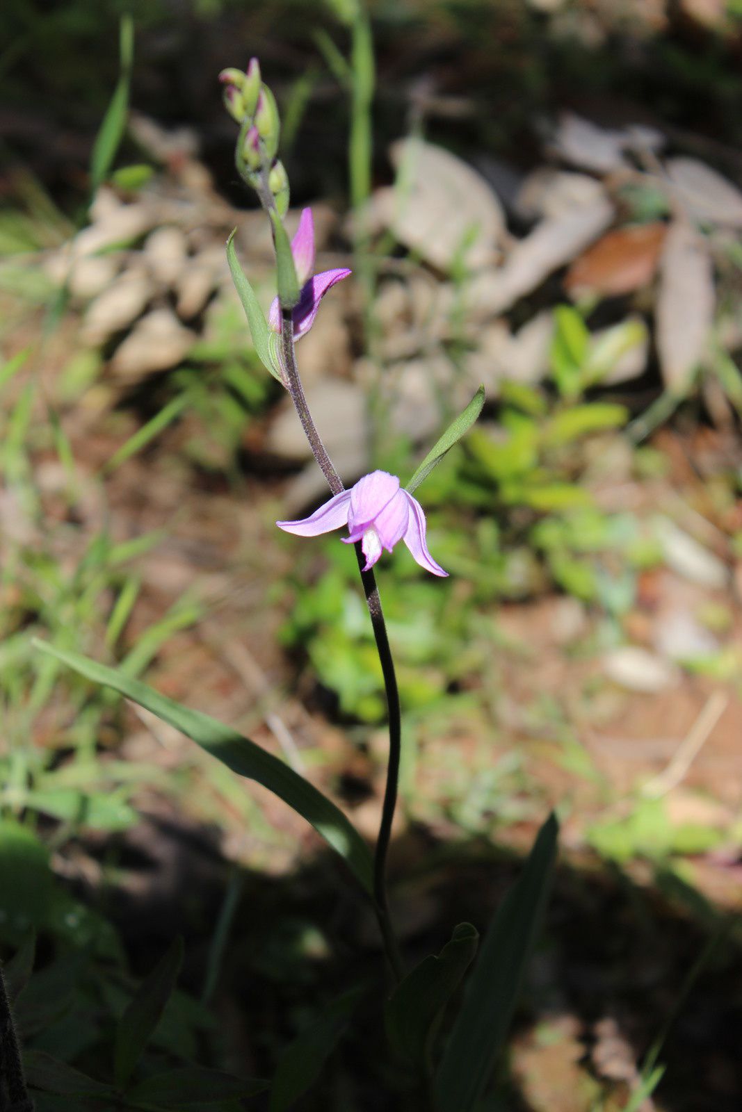 orchidée céphalanthère