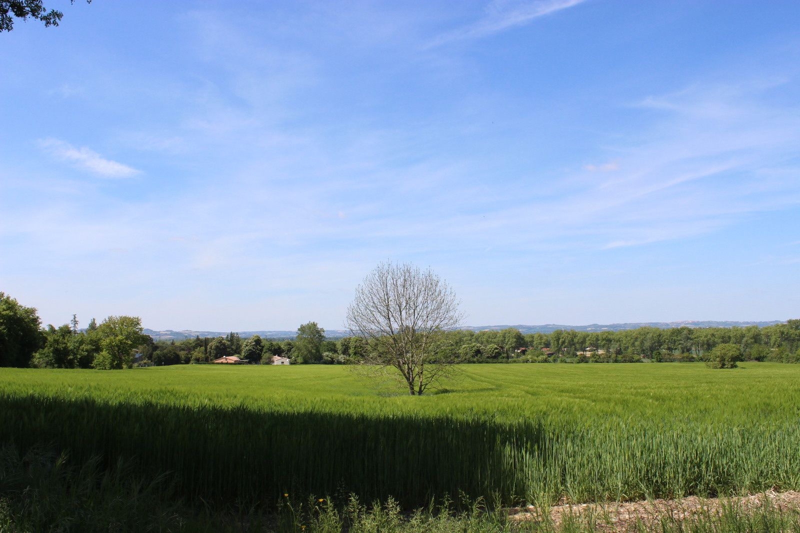 sur la montée dans les bois des scabieuses enfin je crois.