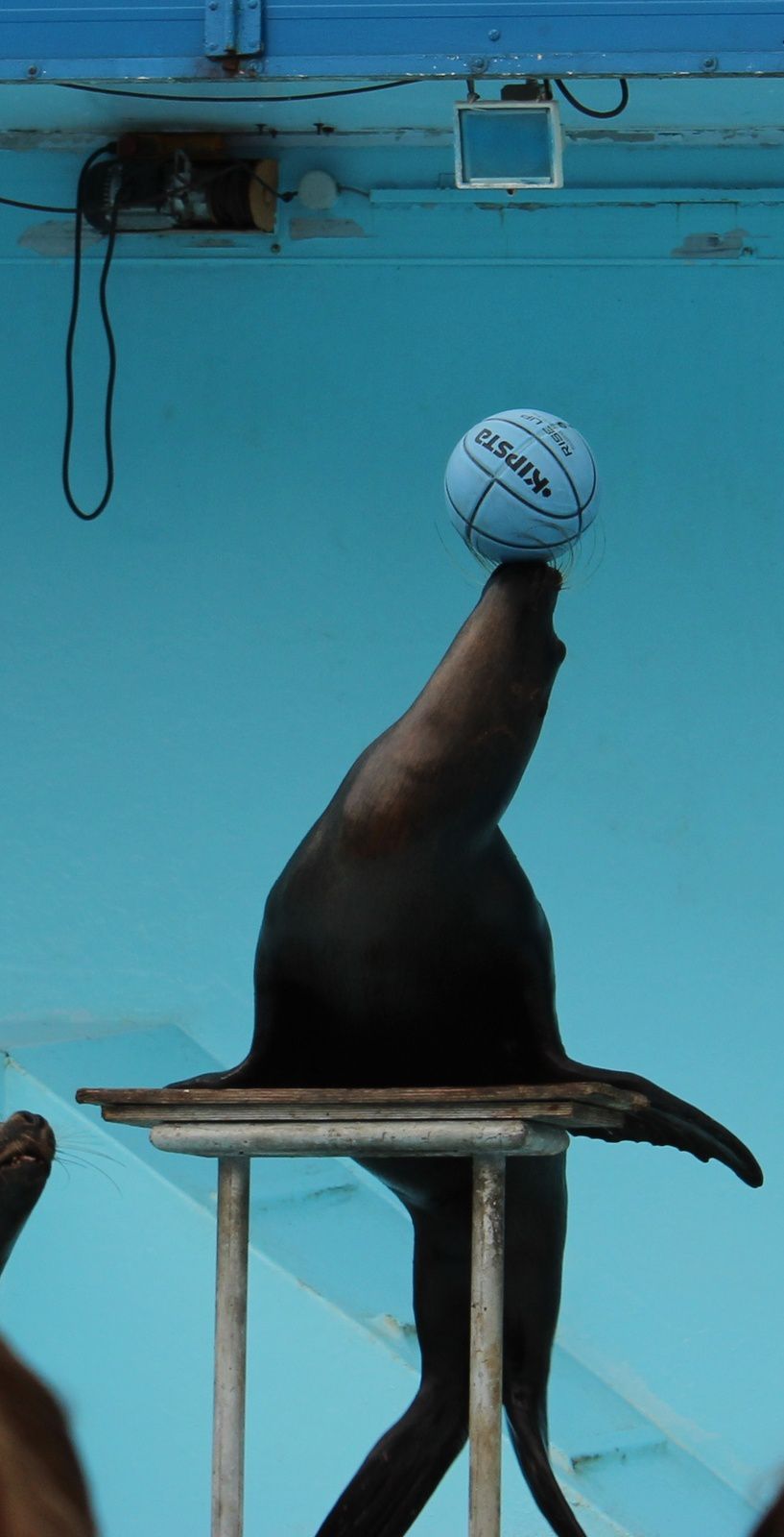 spectacle d'otaries