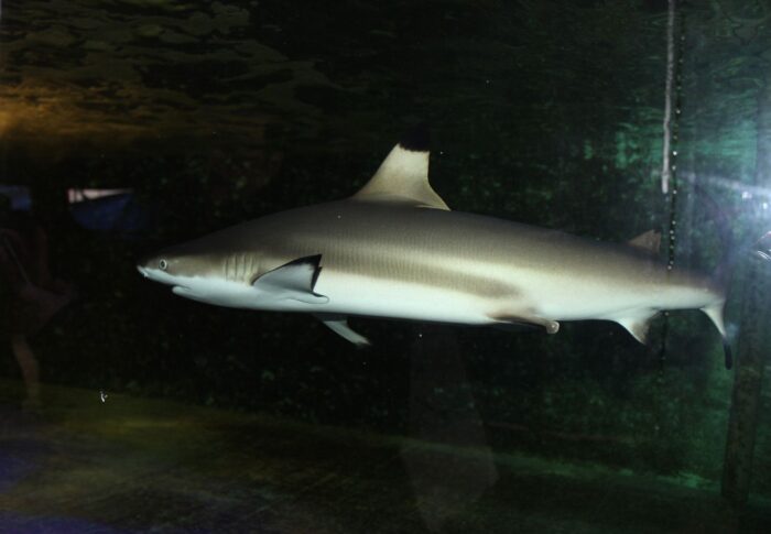 Aquarium itinérant à Castelnaudary