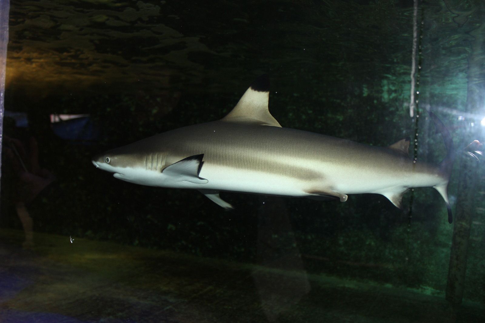 requins et piranhas