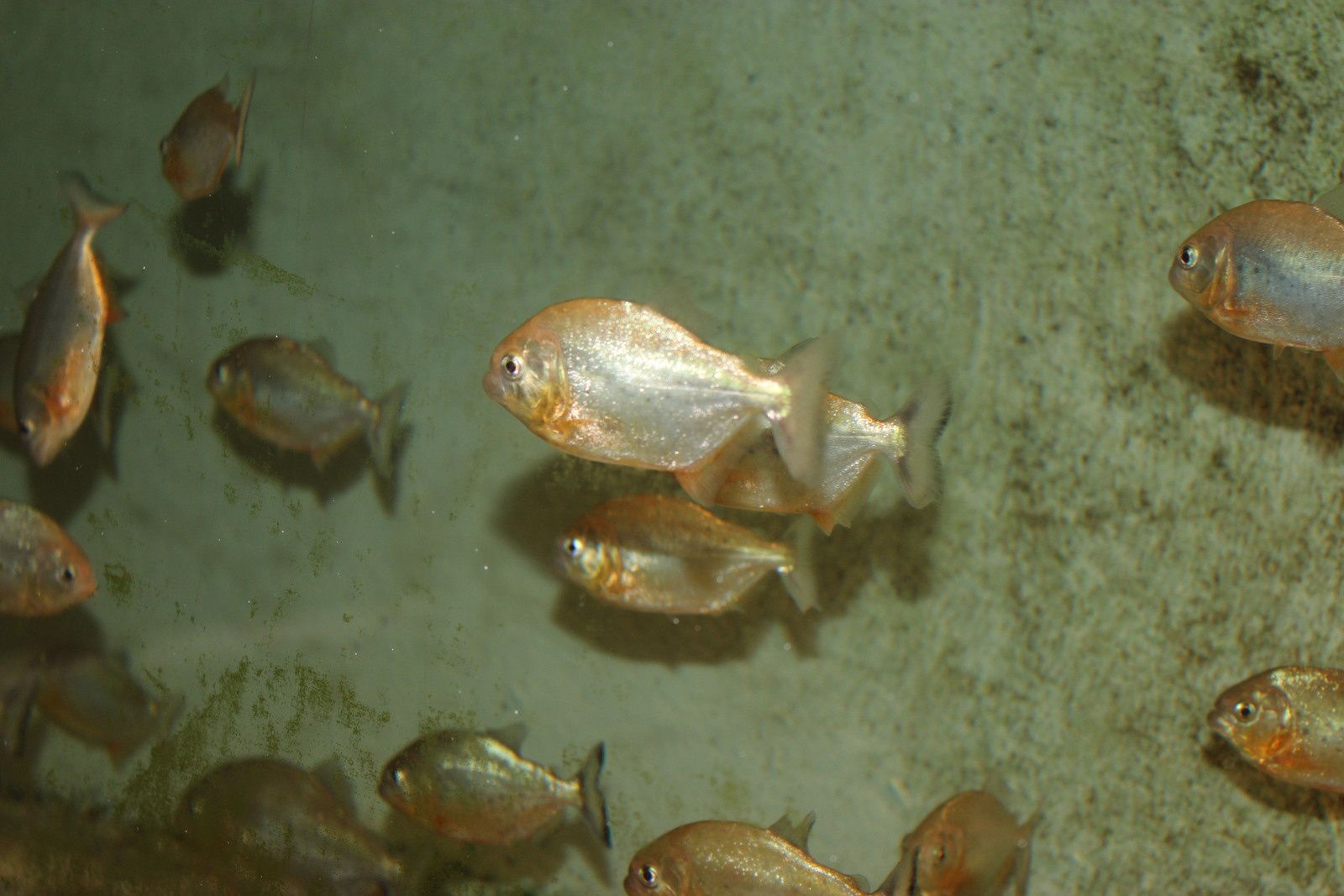 requins et piranhas