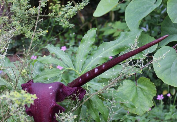 Dracunculus vulgaris