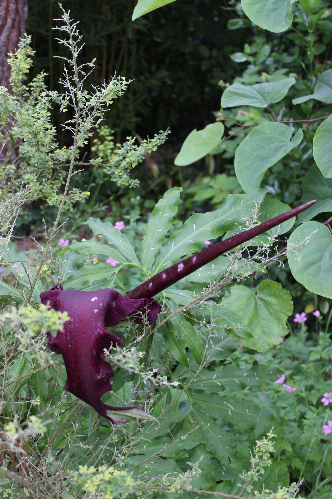 Dracunculus vulgaris