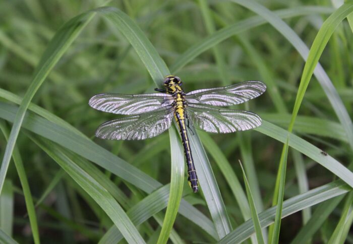 Faune et flore de printemps sur les bords de la Rigole de la Plaine