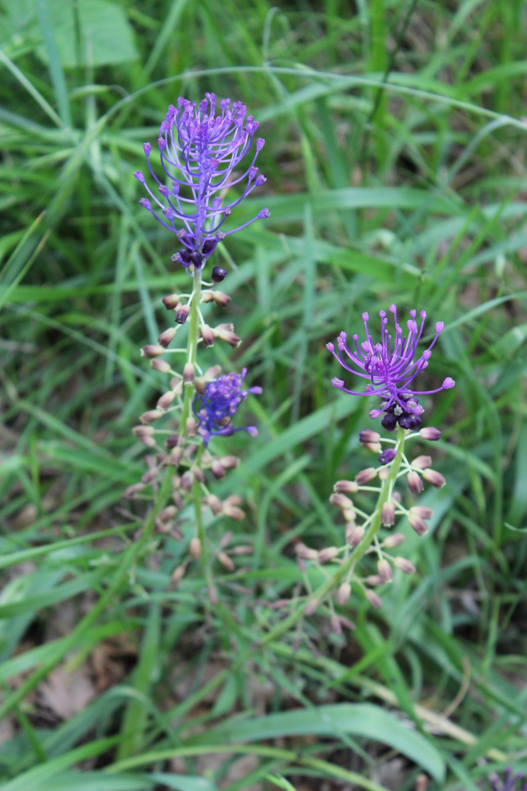 Faune et flore de printemps sur les bords de la Rigole de la Plaine