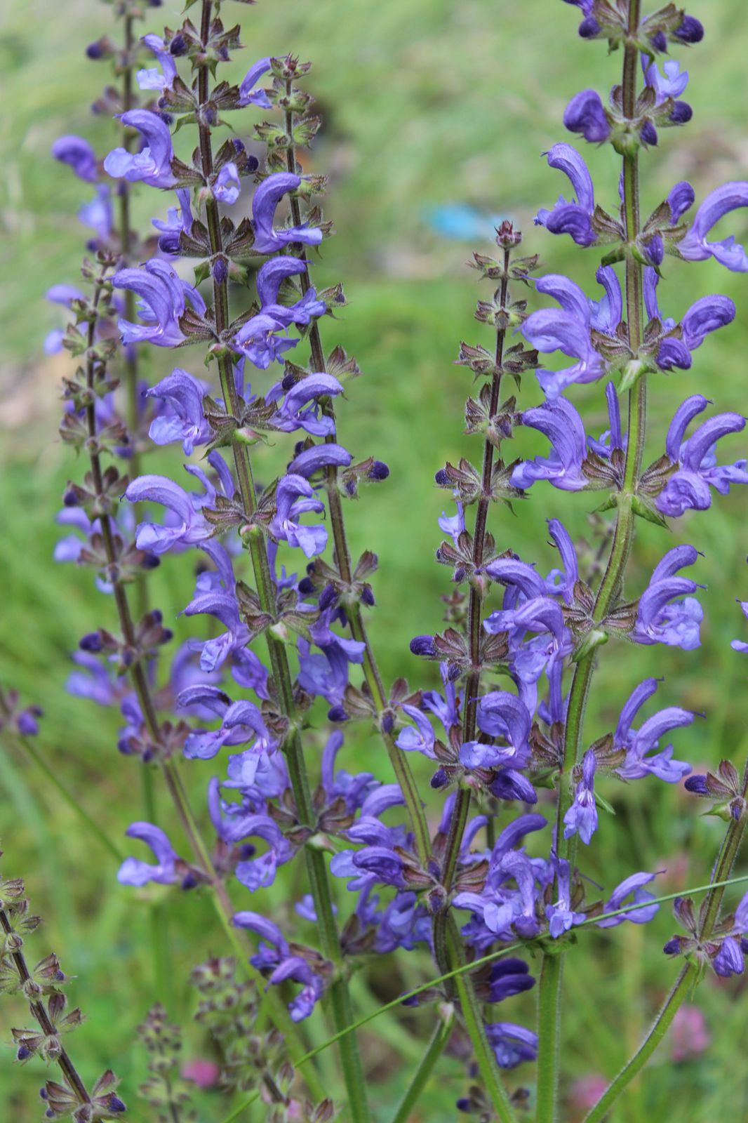Faune et flore de printemps sur les bords de la Rigole de la Plaine