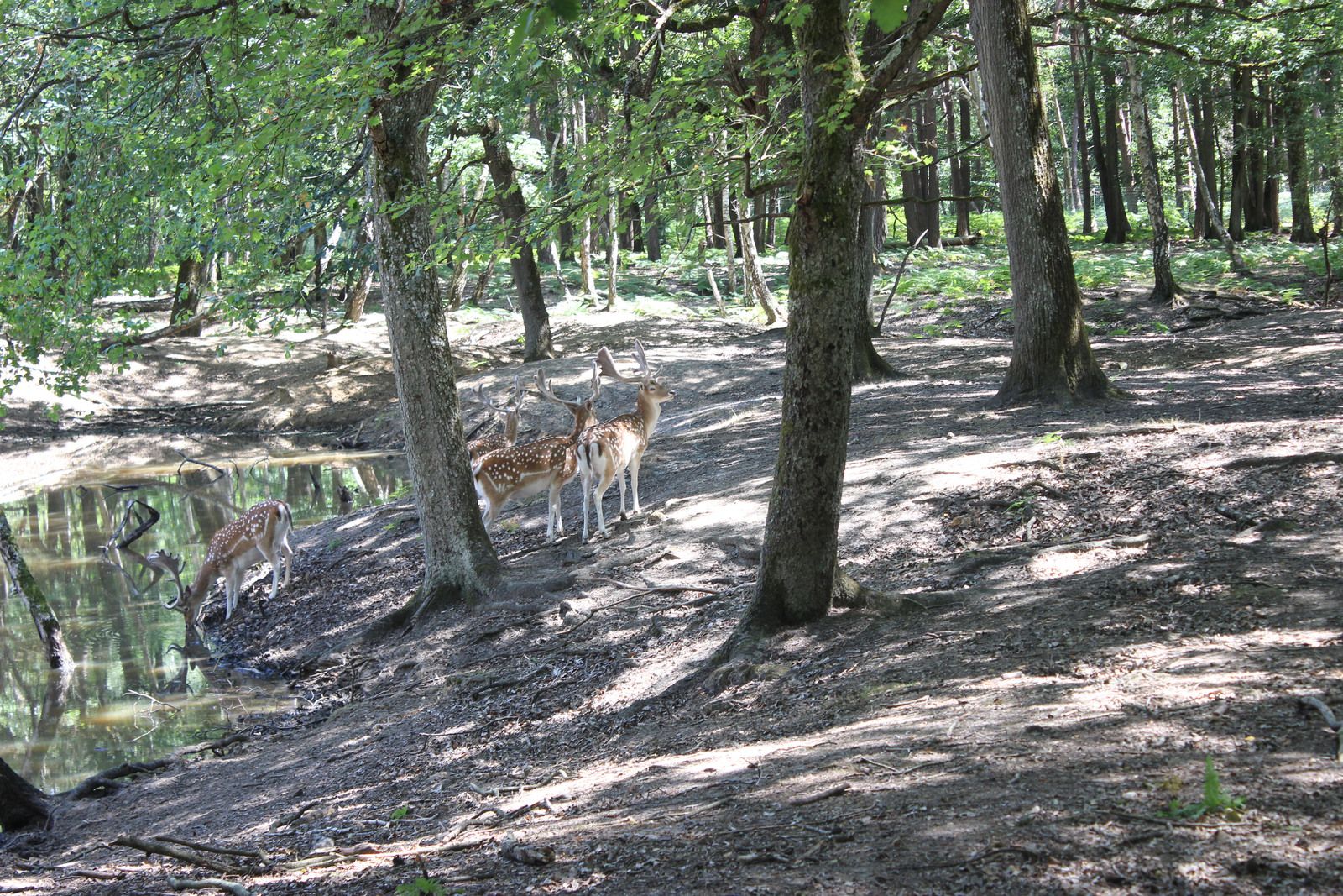 Le parc animalier de Rambouillet
