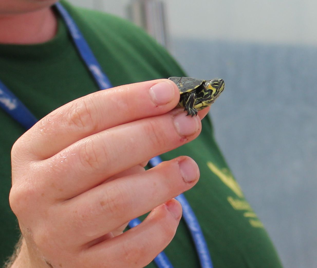 bébé tortue de floride en quarantaine