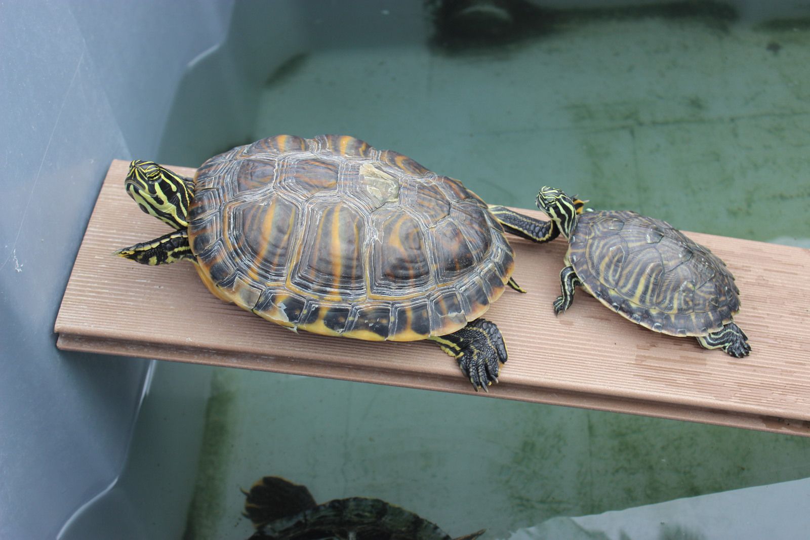 Refuge des tortues de Bessières