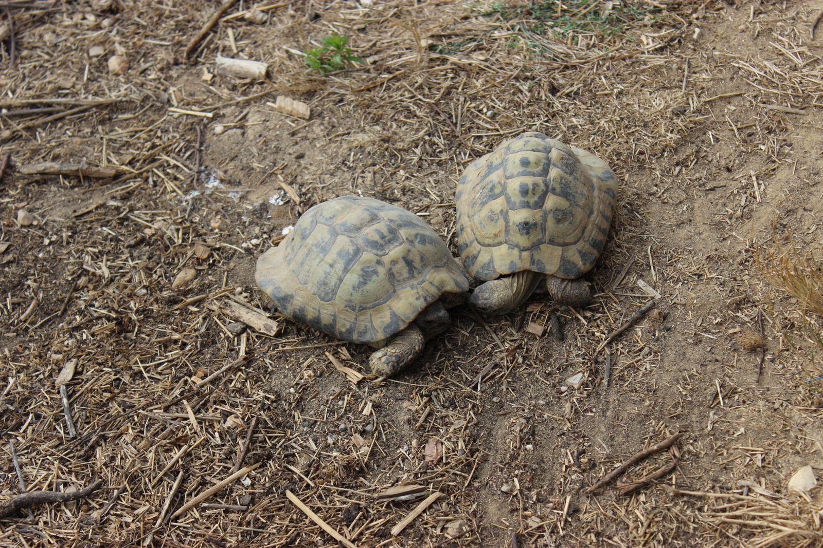 Refuge des tortues de Bessières