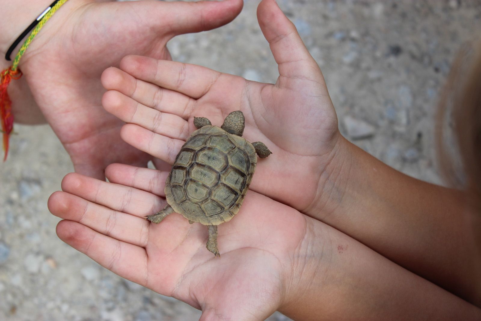 contact avec un bébé tortue de 2 ans (eh oui on ne dirait jamais!)