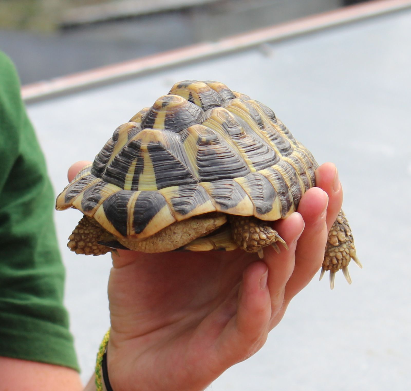 les bosses sont des malformations de la coquille dues à une mauvaise alimentation de la tortue ou un milieu de vie inadapté