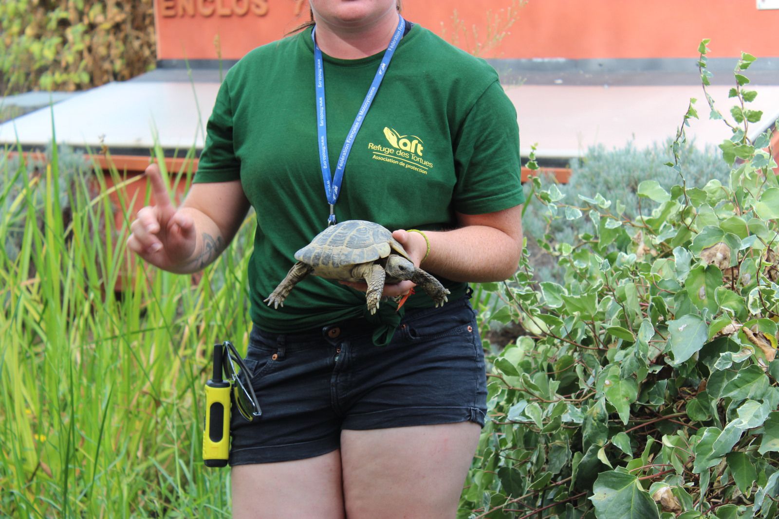 lorsque la tortue a peur elle fait 'fff' un peu comme un feulement