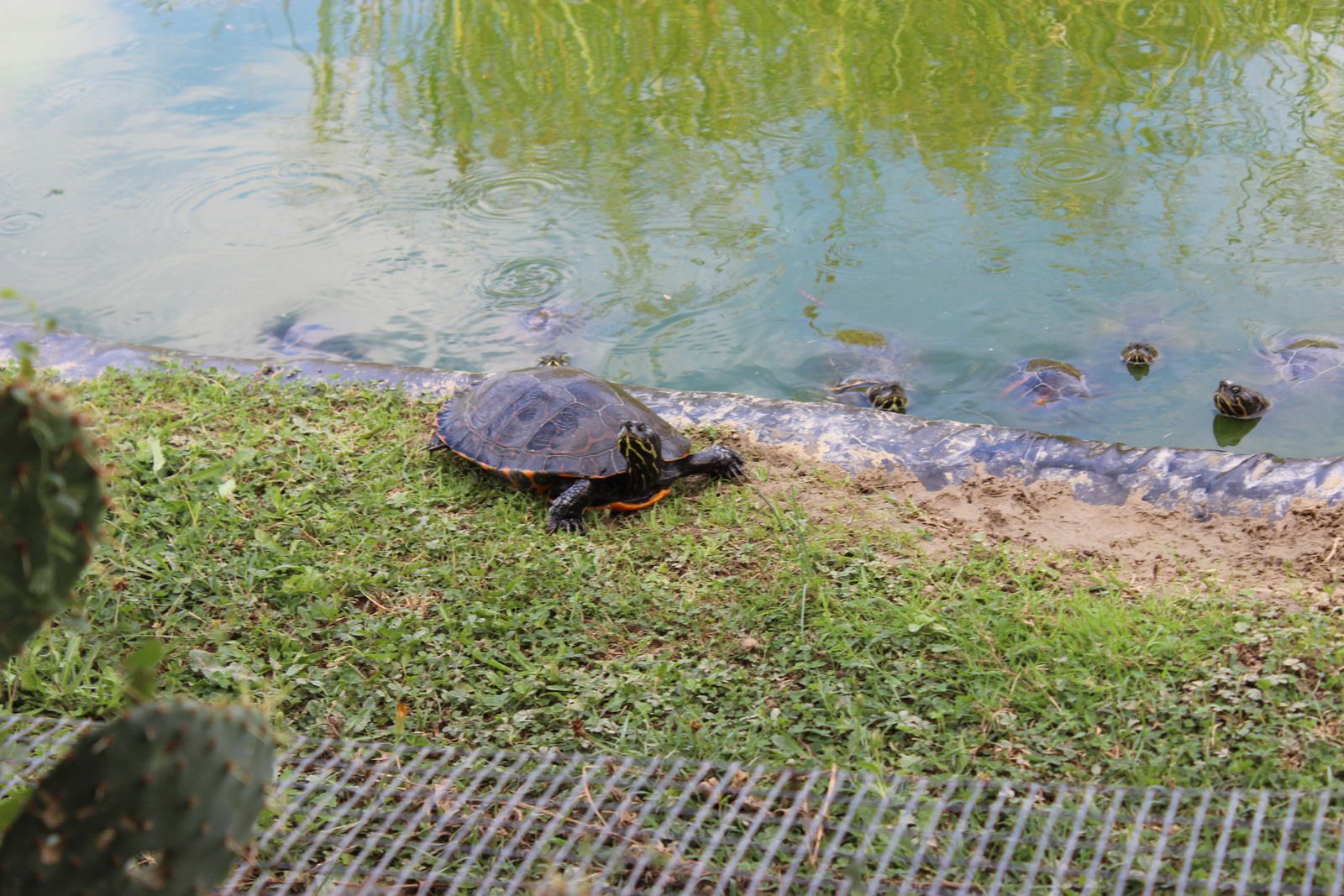 L'hiver les tortues s'enterrent et s'endorment