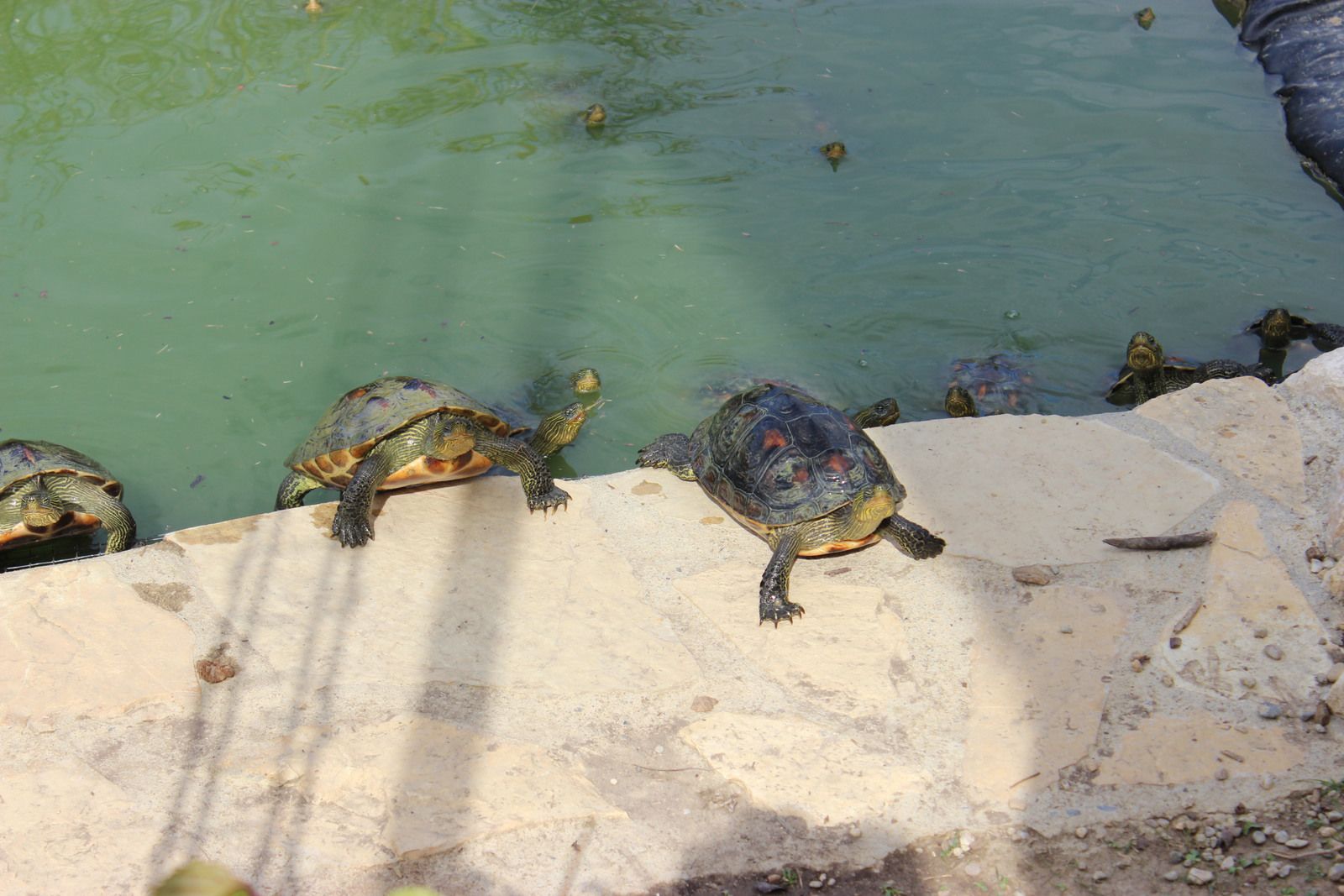 L'hiver les tortues s'enterrent et s'endorment