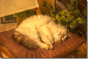 Photos HDR (chat)