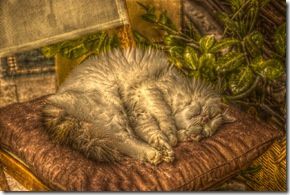 untitled_pregamma_1_mantiuk06_contrast_mapping_0.1_saturation_factor_0.58_detail_factor_50.4