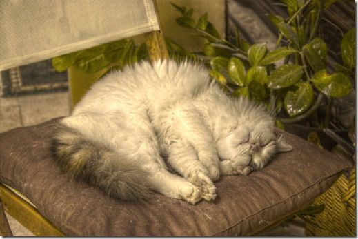 chat_pregamma_1_mantiuk06_contrast_mapping_0.19_saturation_factor_0.32_detail_factor_5.2