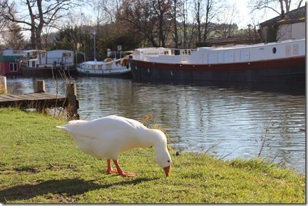 Le canal du midi : départ de Villefranche Lauragais
