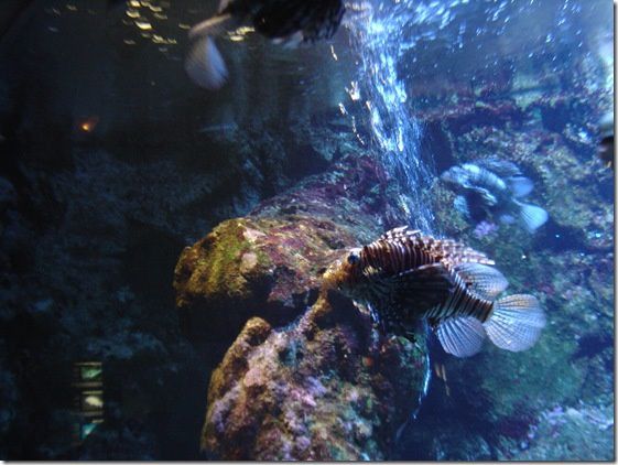 Poissons et baleines: L’aquarium de Saint Gilles et la balade en bateau pour voir les baleines