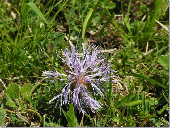 jasione