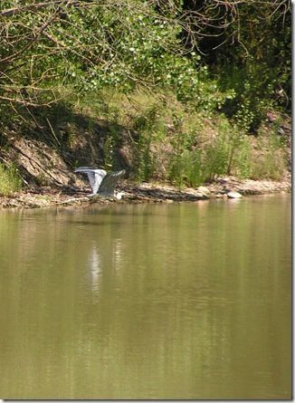 heron