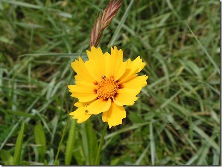 Gaillardia dans le jardin?