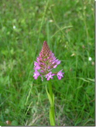 Orchis du jardin
