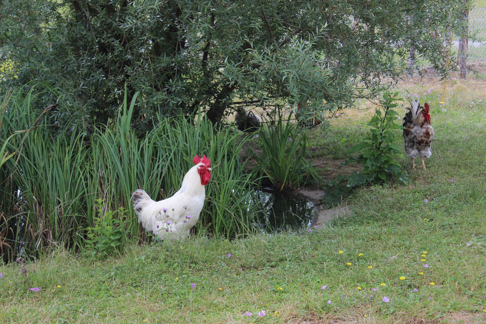 Le domaine des oiseaux de Mazères