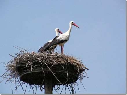 domaine des oiseaux
