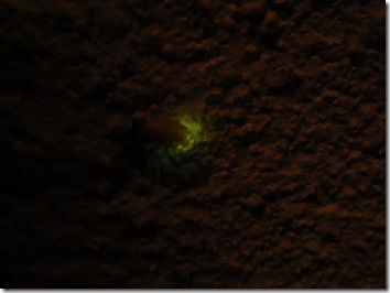 Une luciole dans la véranda!