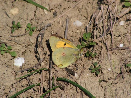 papillon souci