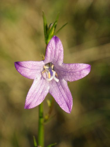 campanule
