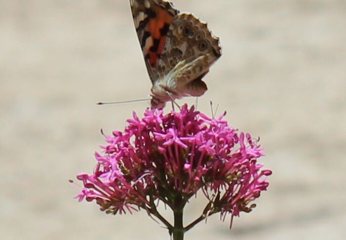 Papillons vus fin mai