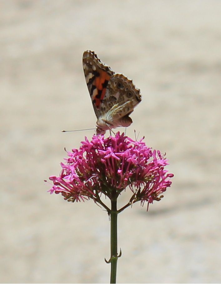 belle dame vanessa cardui?
