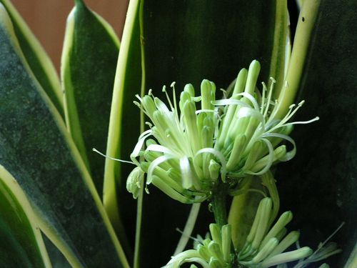 Fleur de sansevieria
