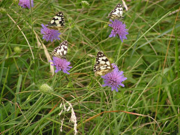 Melanargia galathea