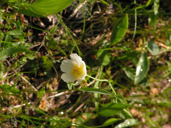 renoncule des pyrénées