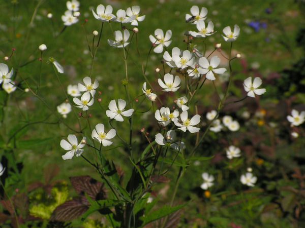 renoncule feuille d'aconit