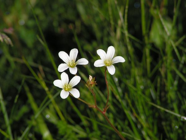 saxifrage