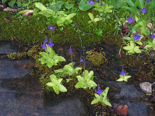 grassettes