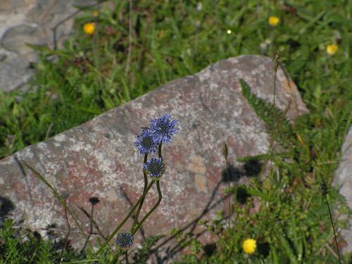 jasione