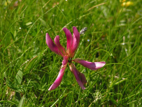 astragale des pyrénées