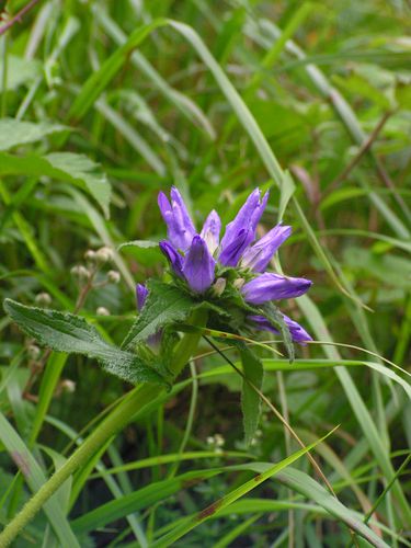 campanules agglomérées en bouton