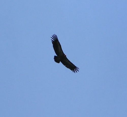 vautour