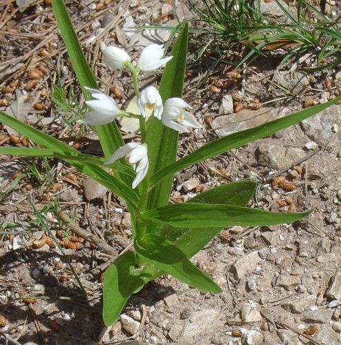 céphalanthère