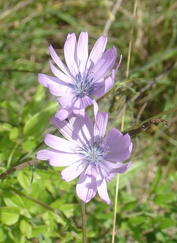 cichorium 2