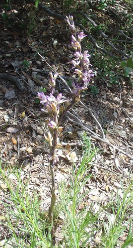 orchidée limodore 2